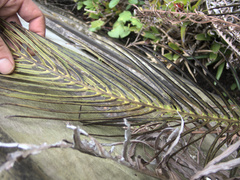 Blechnum gibbum