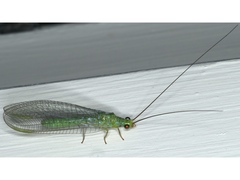 Plesiochrysa ramburi