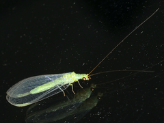 Plesiochrysa ramburi