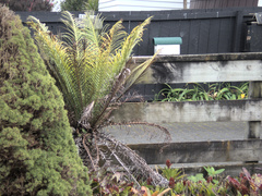 Blechnum gibbum