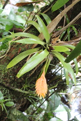 Vriesea