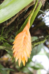 Vriesea