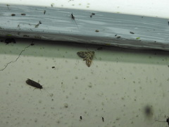 Sameodes cancellalis