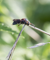 Epeolus bifasciatus