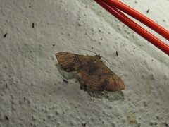 Anticarsia irrorata