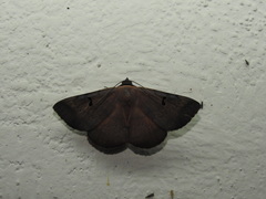 Hypopyra meridionalis