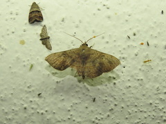 Anticarsia irrorata