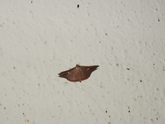 Banisia