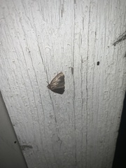 Perispasta caeculalis