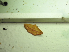 Striglina