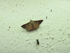 Banisia