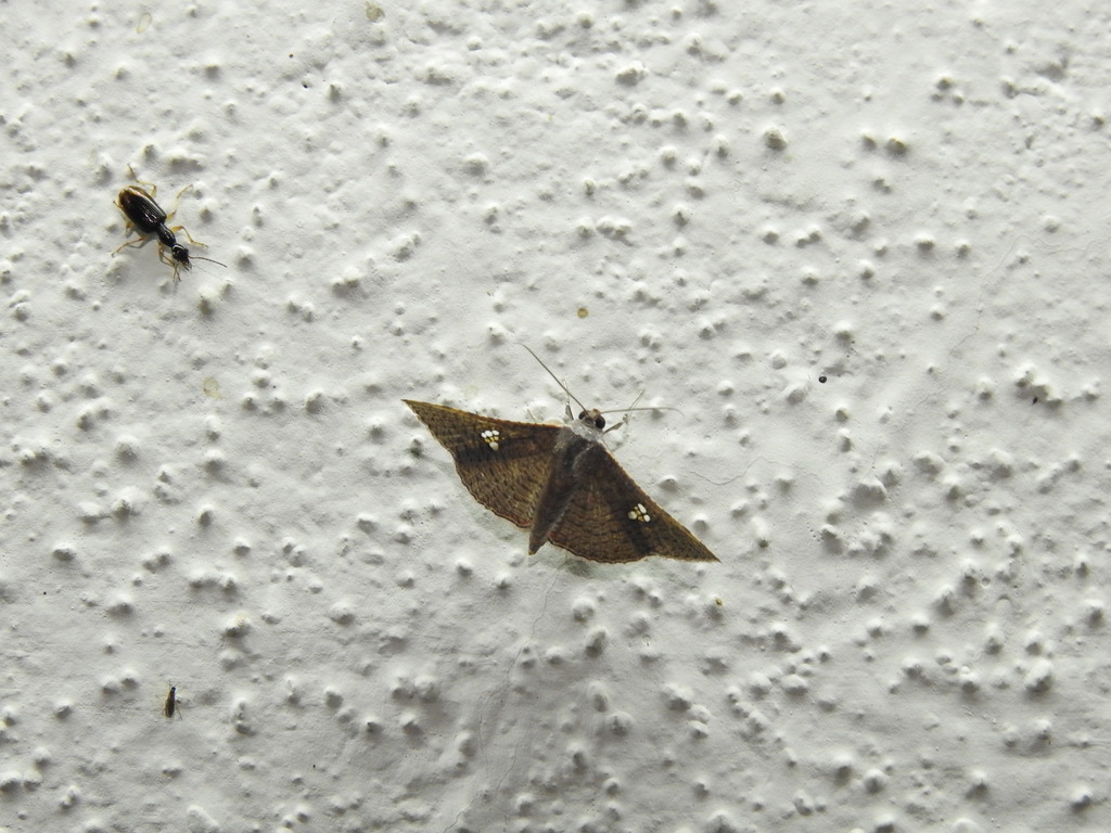 Sapodilla Borer Moth