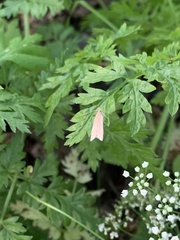 Helcystogramma rufescens