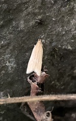 Helcystogramma rufescens