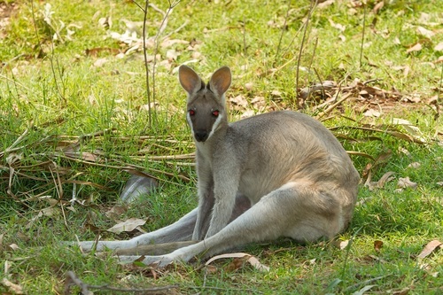 Whiptail Wallaby