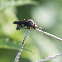 Epeolus bifasciatus