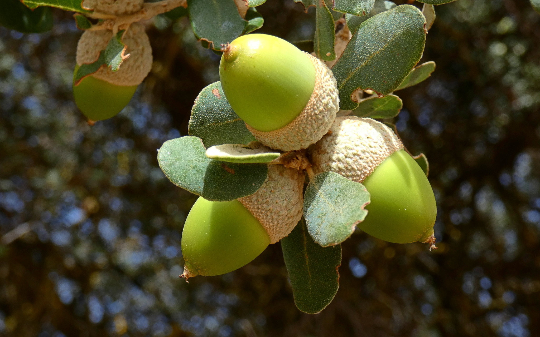 Quercus