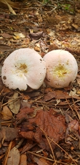 Russula hixsonii