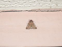 Condicinae