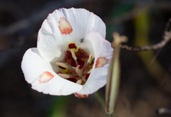 Calochortus venustus