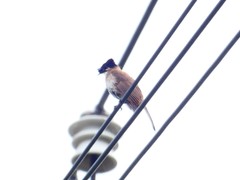 Pycnonotus xanthorrhous