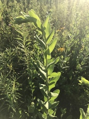 Solidago rigida humilis