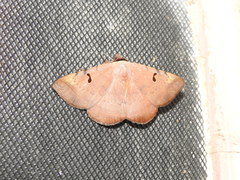 Hypopyra meridionalis
