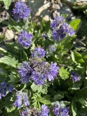 Phacelia lyallii