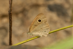 Ypthima arctous