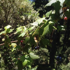 Ribes affine