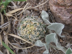 Echinofossulocactus pentacanthus