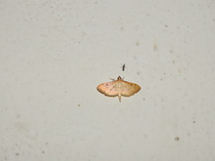 Herpetogramma basalis