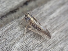 Tarophagus colocasiae