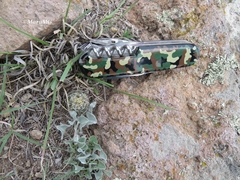 Echinofossulocactus pentacanthus