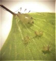 Micromyzella filicis