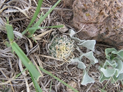 Echinofossulocactus pentacanthus