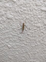 Leptocorisa chinensis