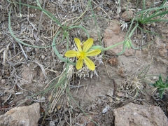 Sisyrinchium pringlei