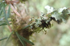 Hypogymnia hultenii