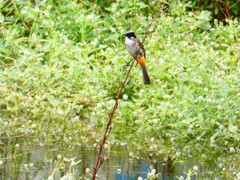 Pycnonotus xanthorrhous