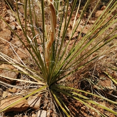 Nolina microcarpa