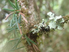 Hypogymnia hultenii