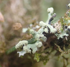Hypogymnia hultenii