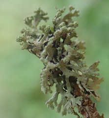 Hypogymnia hultenii