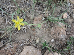 Sisyrinchium pringlei