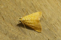 Glaphyria glaphyralis