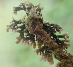 Hypogymnia hultenii