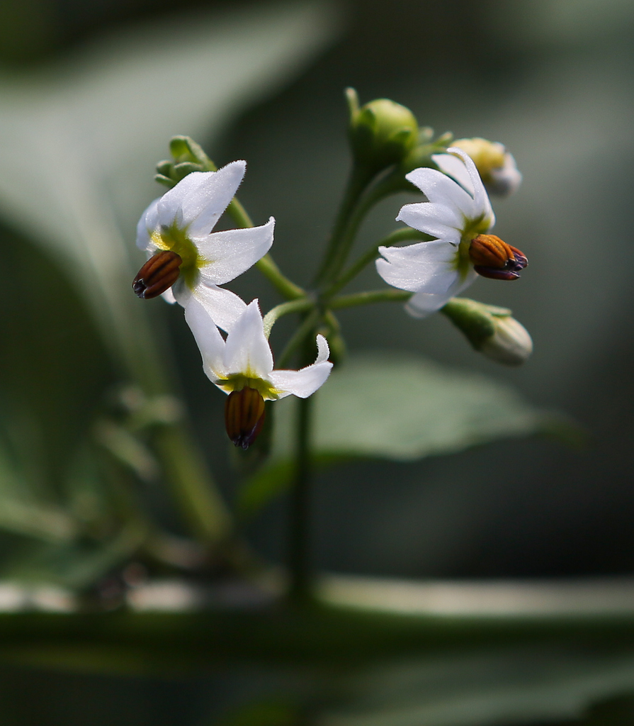 Solanum scabrum — an easy houseplant, prefers full sun light