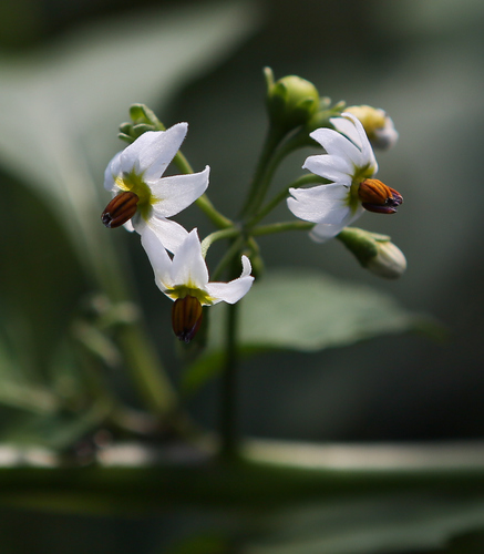 Garden Huckleberry Seeds (solanum Melanocerasum) - Canada