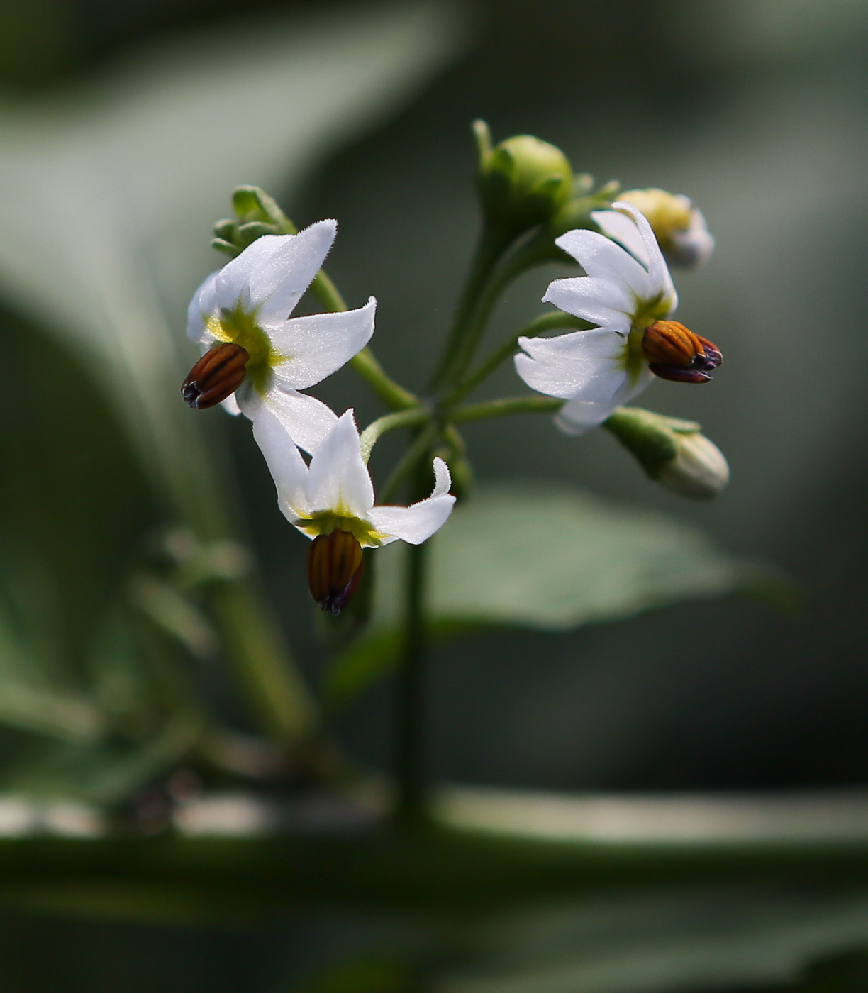 Solanum scabrum